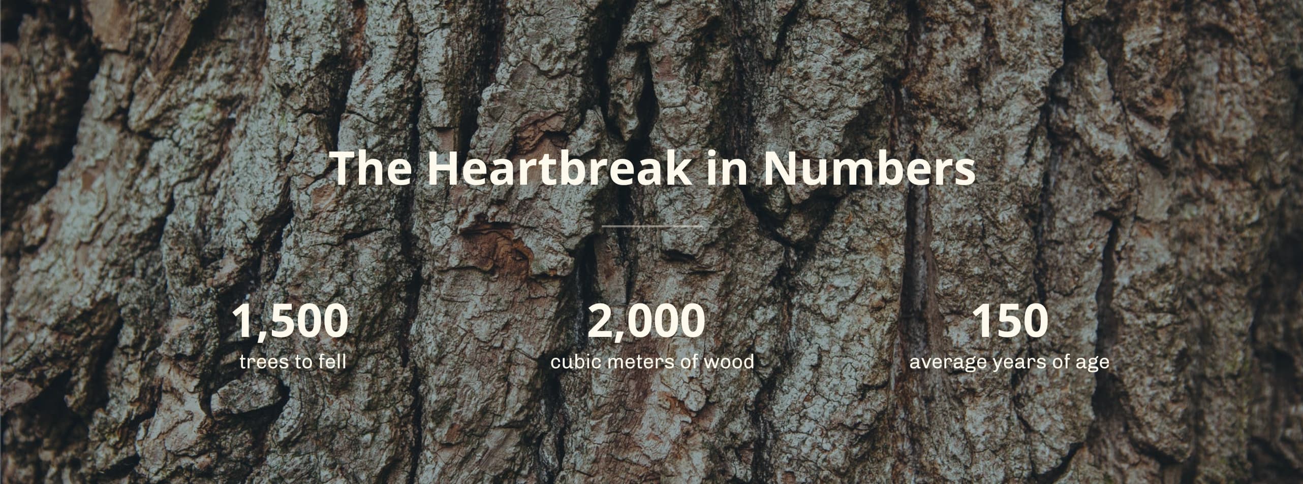 image of oak trunk wood, with white text overlaid saying 1,500 trees to fell, 2000 cords of wood, 150 average age