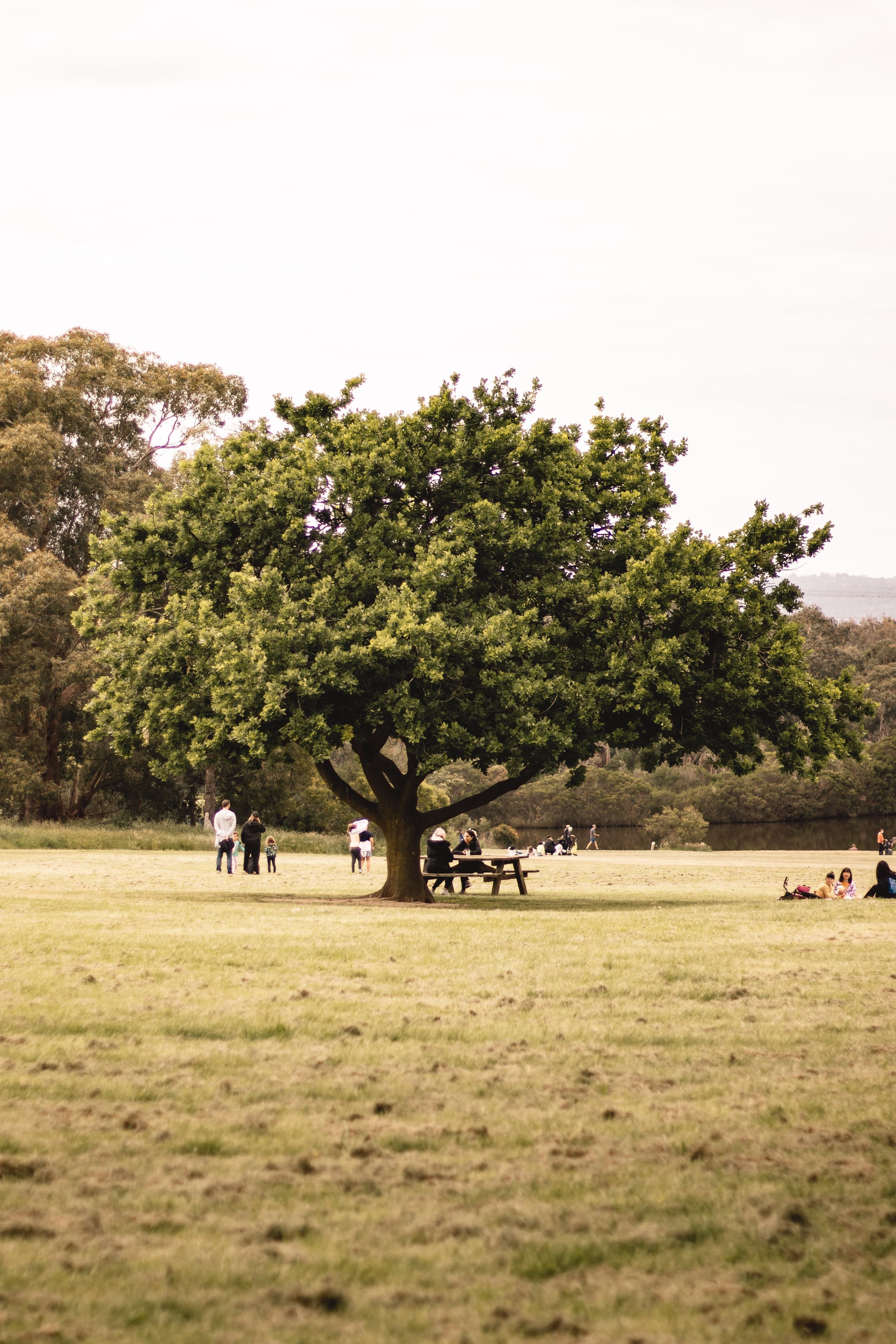 large oak in field of grass with people milling around