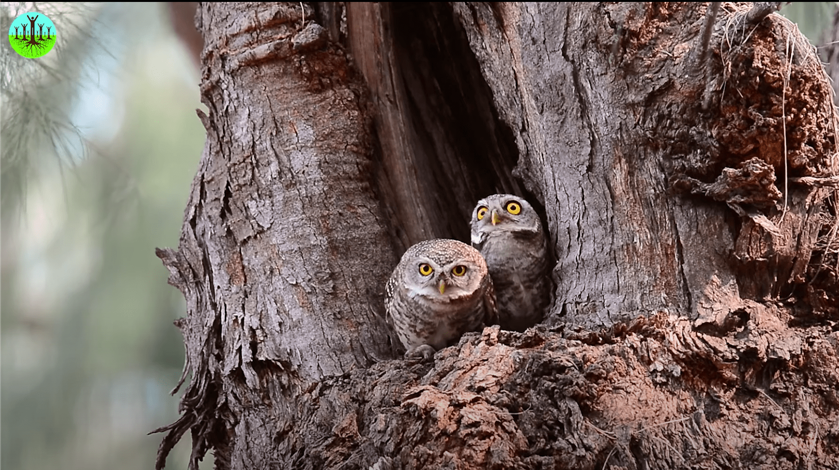 family of screech owls in oak tree hollow