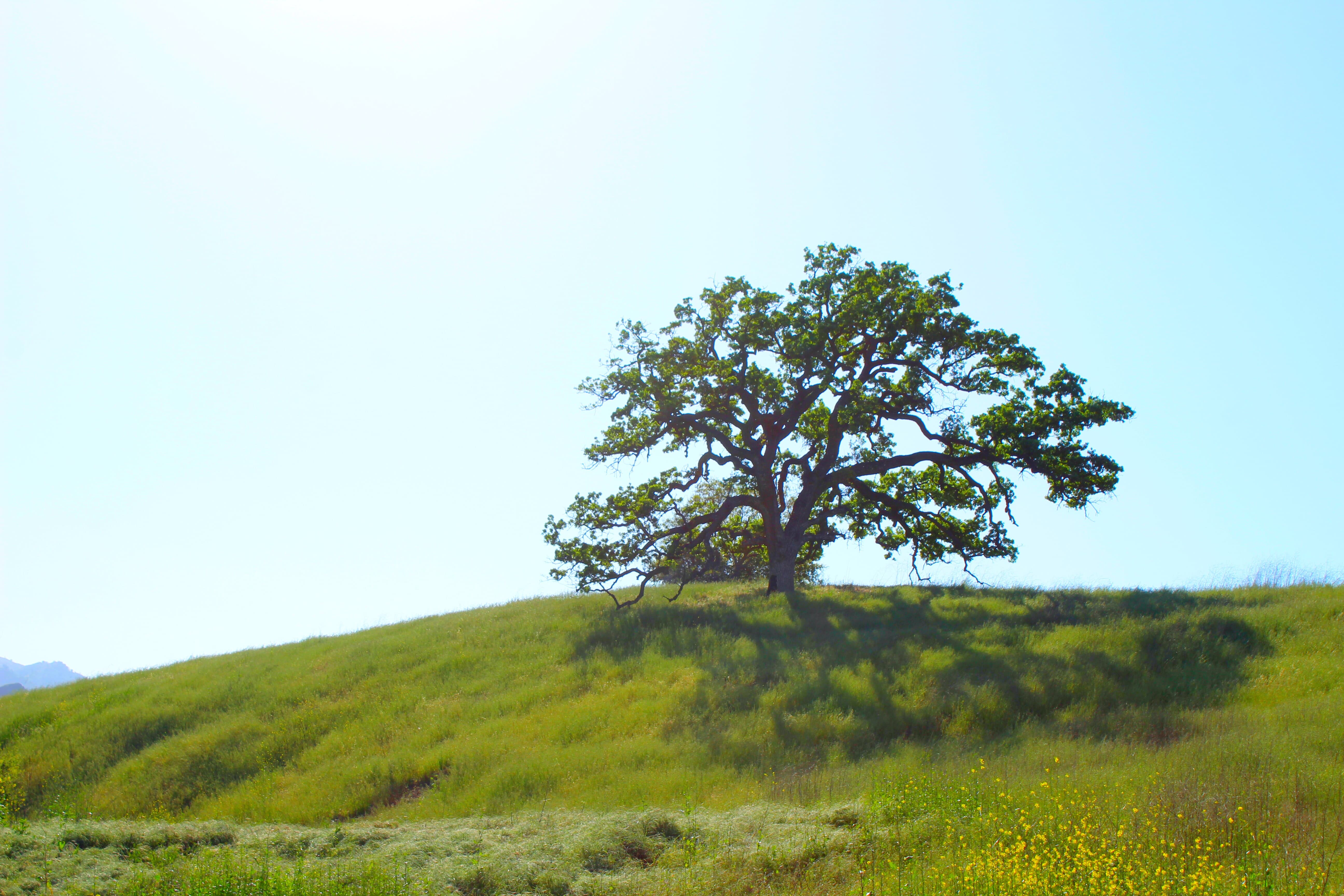 oak in field with bright sunlight
