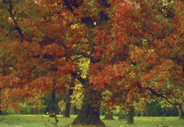 red autumn oak tree