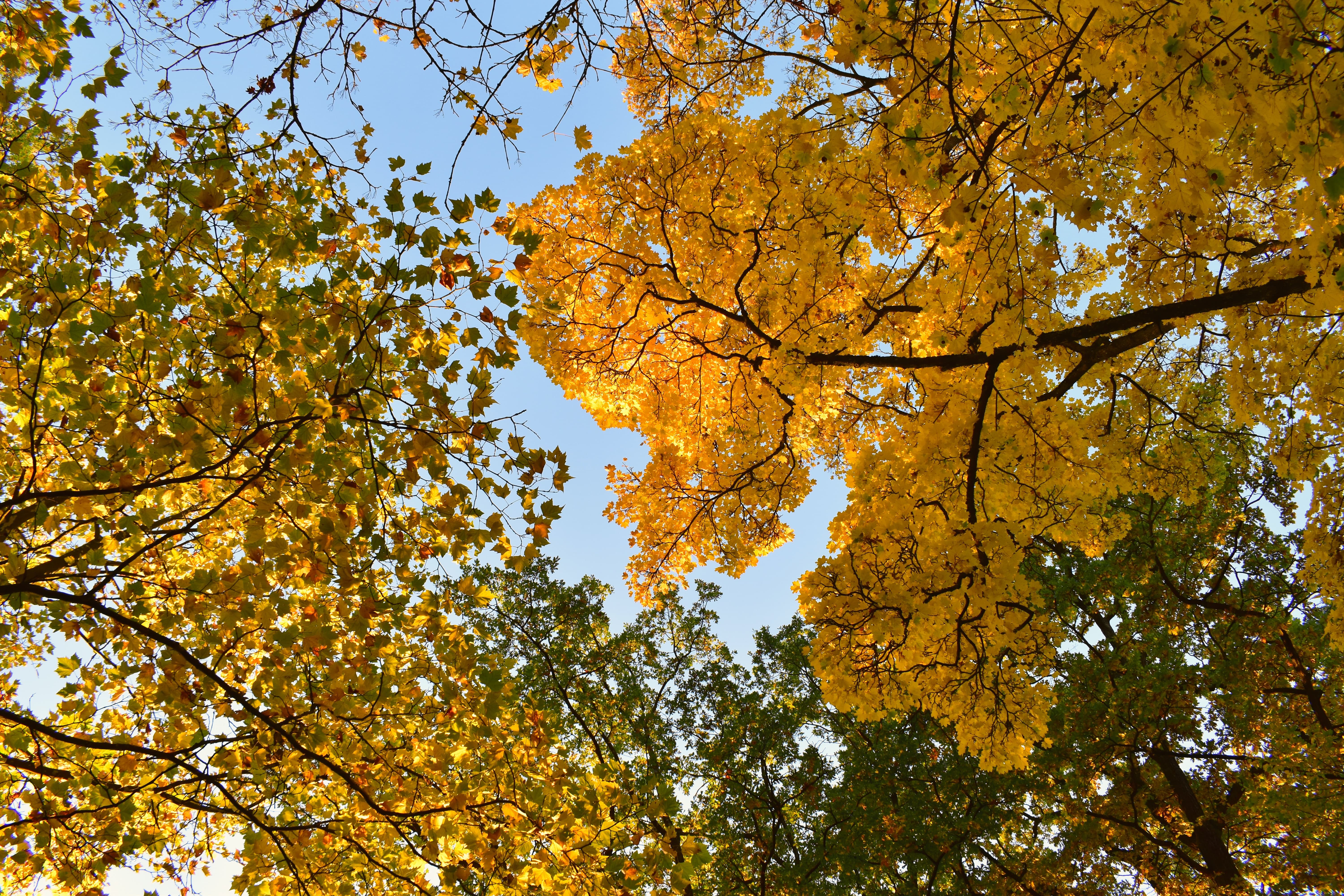 yellow oak leaves